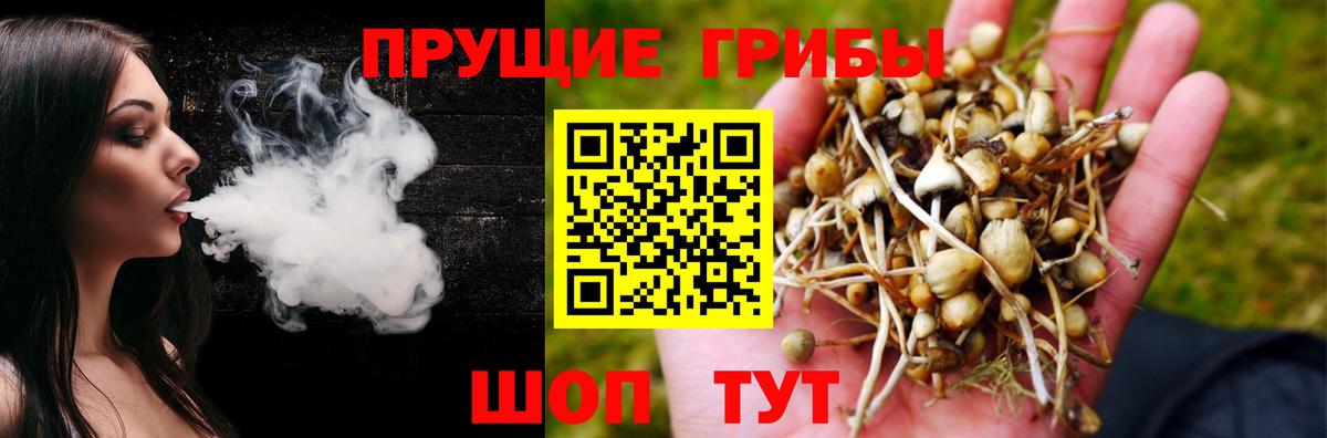 Псилоцибиновые грибы Psilocybine cubensis Сибай